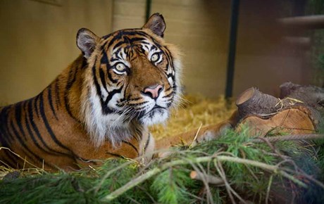 Tigern - Edinburgh Zoo - Schottland
