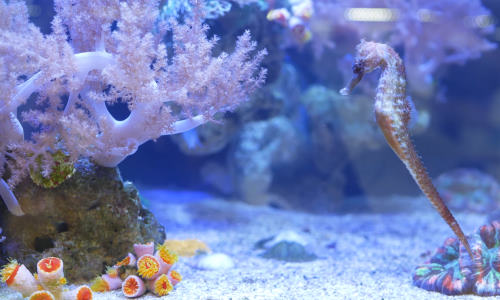 Aquarium Streaming Webcams Online