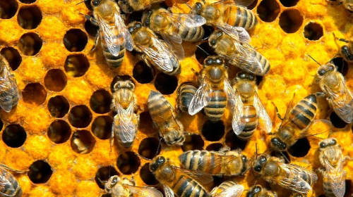 Honigbienennest - Waal - Deutschland
