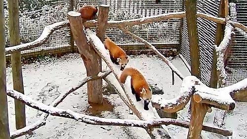 Westliche Kleine Panda - Red Pandas - Trevor Zoo - New York - USA