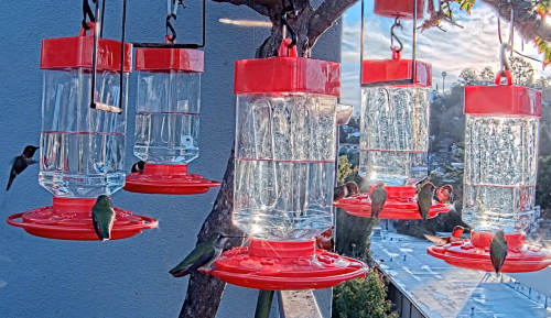 Kolibri Feeder - Los Angeles - Kalifornien - USA