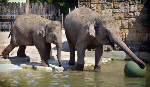 Elefanten im Zoo von Budapest - Ungarn