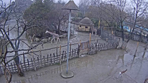 Savannah in Budapester Zoo - Ungarn