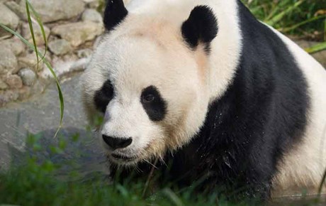Pandas - Edinburgh Zoo - Schottland