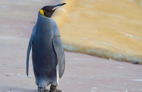 Pinguine - Edinburgh Zoo - Schottland