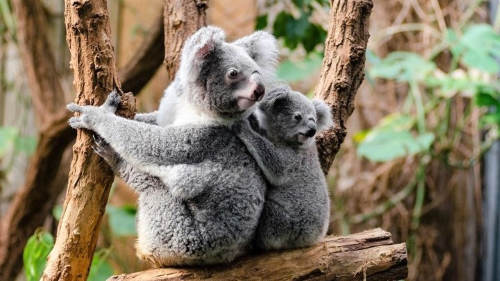 Koala - Edinburgh Zoo - Schottland