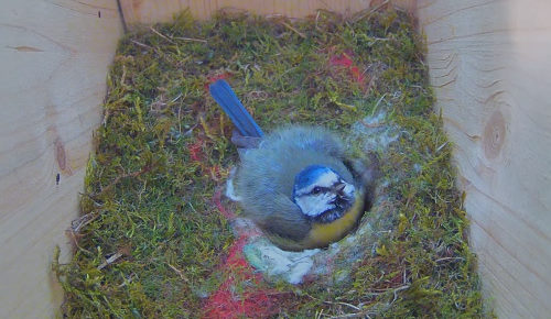 Blaumeise Nest