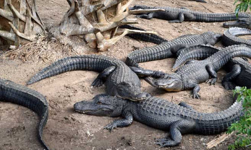 St. Augustine Alligator Farm Zoological Park in Florida - USA