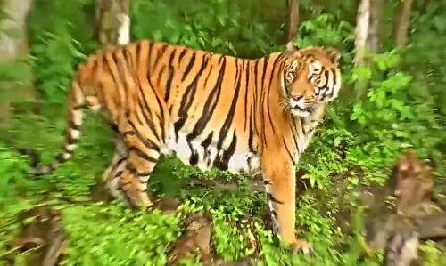 Tiger Lake - Big Cat Rescue - Florida