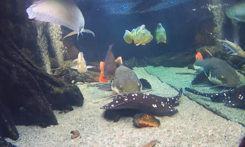 Amazonas Aquarium in Wodnian