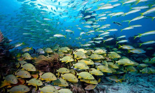 Lower Florida Keys Unterwasser