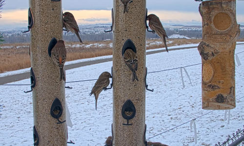 Vogelfütterer in Süd-Alberta