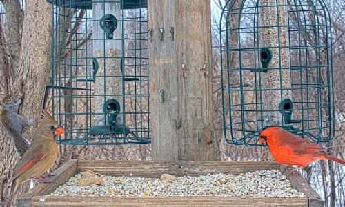 Vogelhäuschen in Ohio